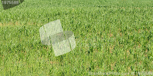 Image of Corn field in nature