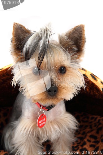 Image of yorkshire terrier
