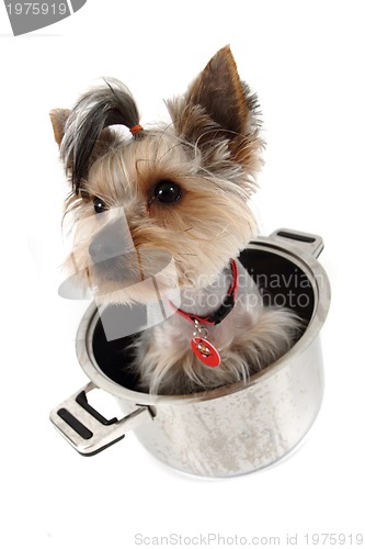 Image of yorkshire terrier in the pot 