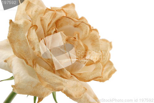 Image of Fading Rose