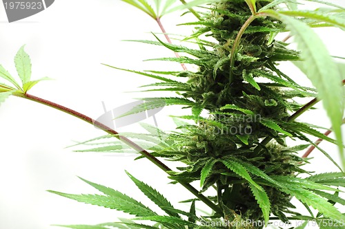 Image of cannabis plant