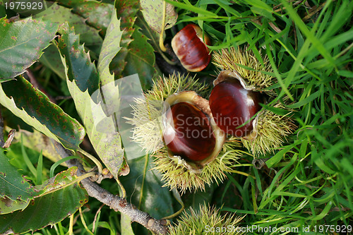 Image of edible chestnuts background