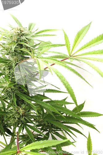 Image of cannabis plant