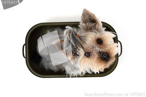 Image of yorkshire terrier in the pot 