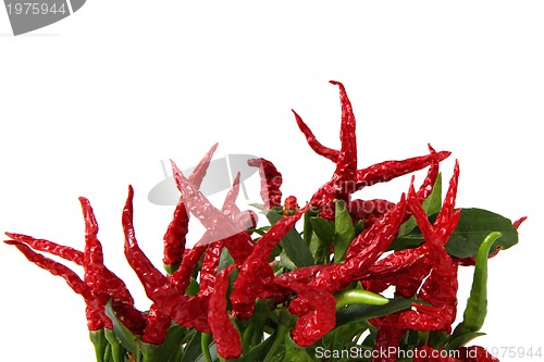 Image of red chili isolated 