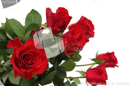 Image of red roses