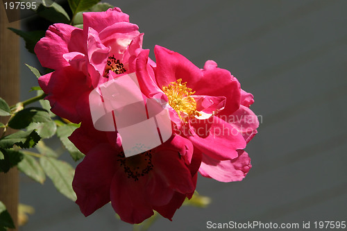 Image of Rosa William Baffin - climbing Rose