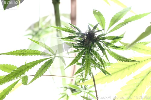 Image of cannabis plant