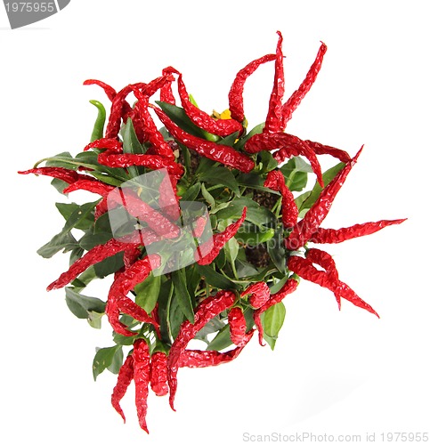 Image of red chili isolated 