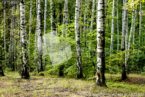 Image of green spring forest 