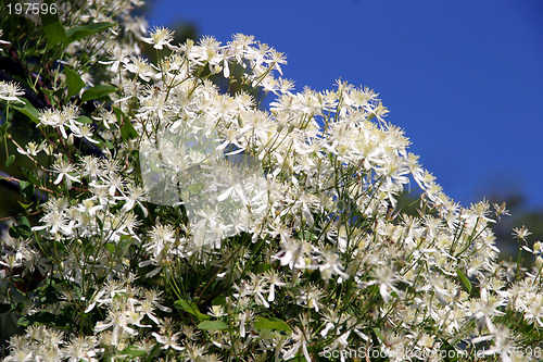 Image of Clematis Terniflora - white