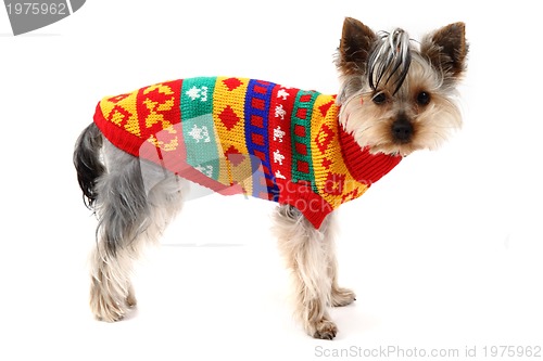 Image of yorkshire terrier is dressed