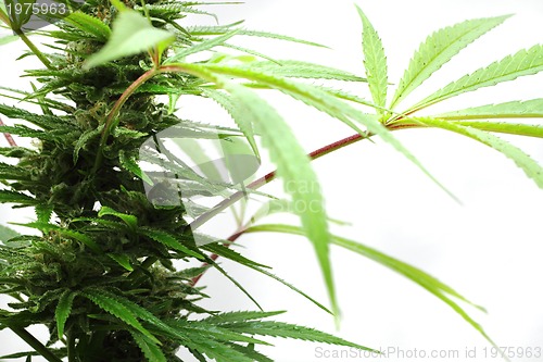 Image of cannabis plant