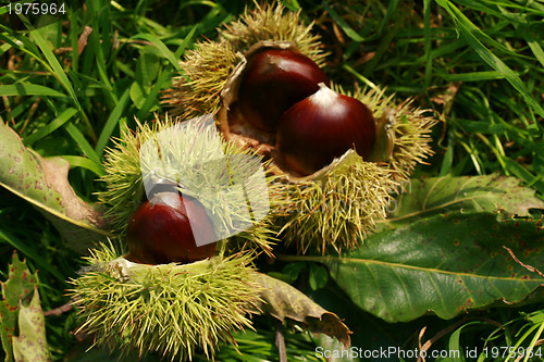 Image of edible chestnuts background