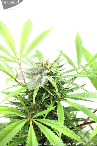 Image of cannabis plant