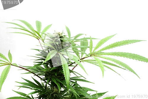 Image of cannabis plant