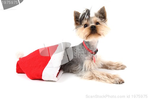 Image of yorkshire terrier in the red cap