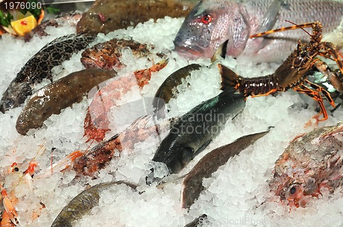 Image of frozen sea fish in ice