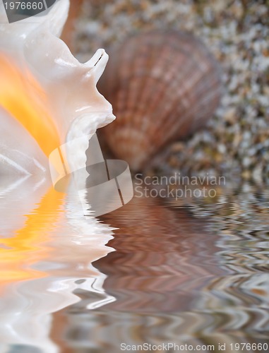 Image of sea shell