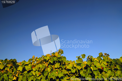 Image of vineyard horizontal background