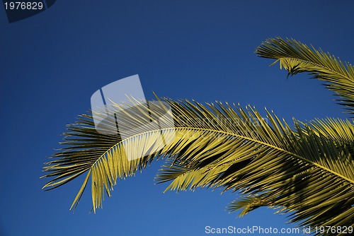 Image of plam tree branches and clear blue sky