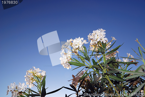 Image of white flower