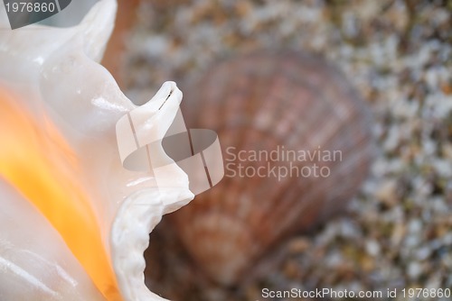 Image of sea shell