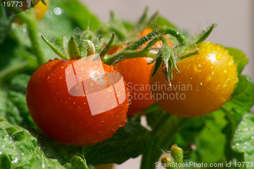 Image of mini red tomatoes