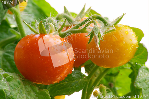 Image of Mini red tomatoes