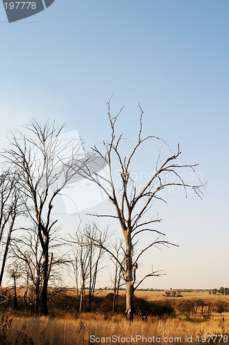 Image of Dead trees