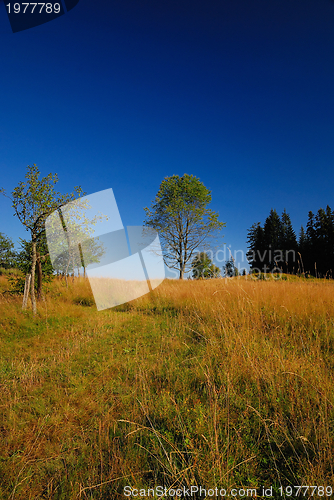 Image of tree on meadow at sunny day