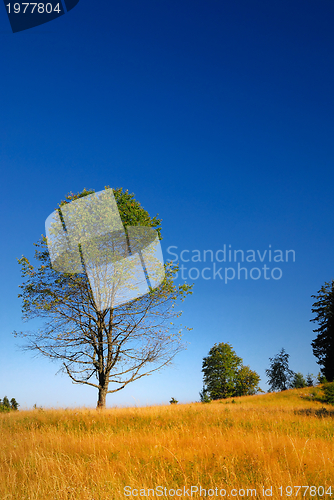Image of tree on meadow at sunny day