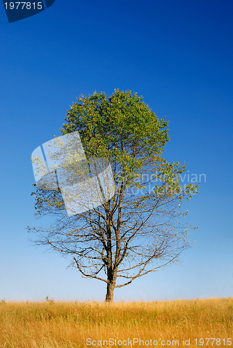 Image of tree on meadow at sunny day