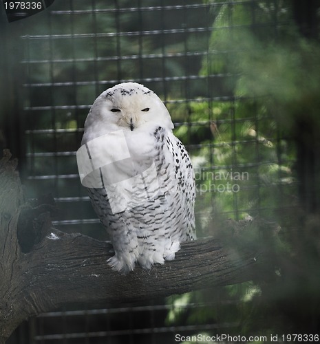 Image of owl, bird, animal, zoo, white, hawk, american, nature, wil, wild