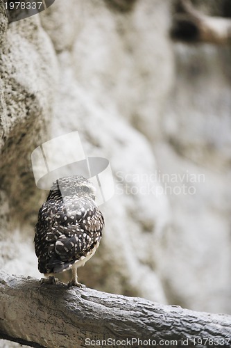 Image of owl, bird, animal, zoo, white, hawk, american, nature, wil, wild