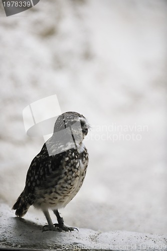 Image of owl, bird, animal, zoo, white, hawk, american, nature, wil, wild