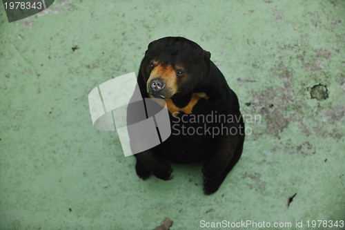 Image of bear