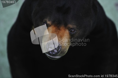 Image of bear