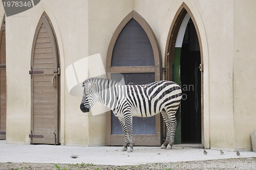 Image of zebra