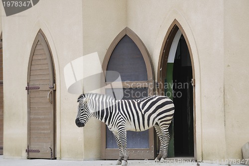 Image of zebra