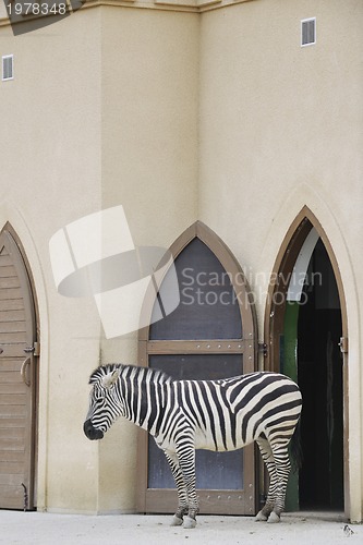 Image of zebra