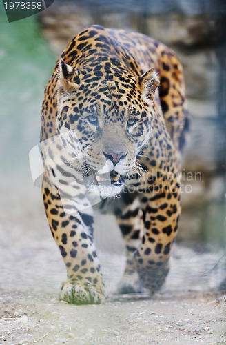 Image of big cat