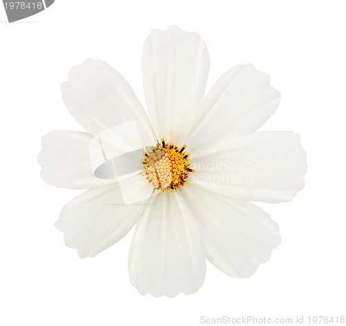 Image of white flower isolated with clipping path