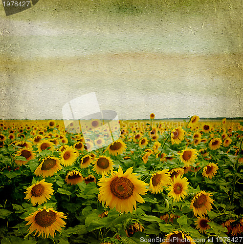 Image of grunge paper background with sunflower