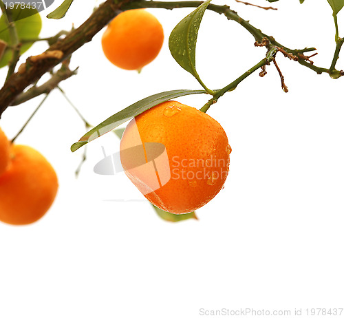 Image of orange tree branch