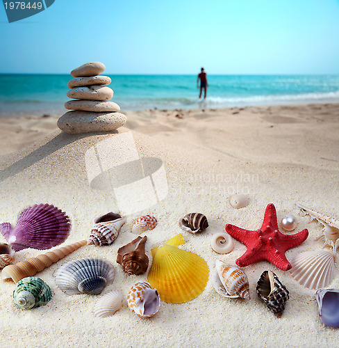 Image of sea shells on sand beach