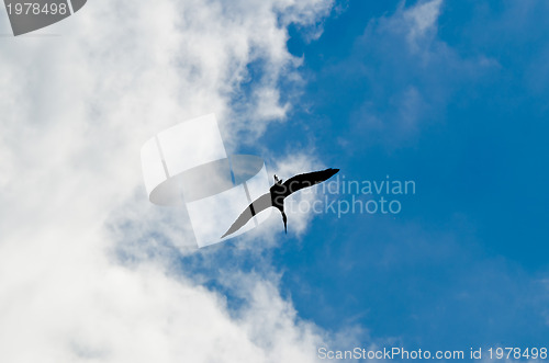 Image of Large white stork flying overhead