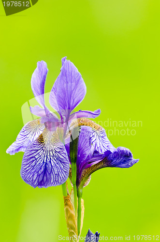 Image of japanese iris or Siberian iris