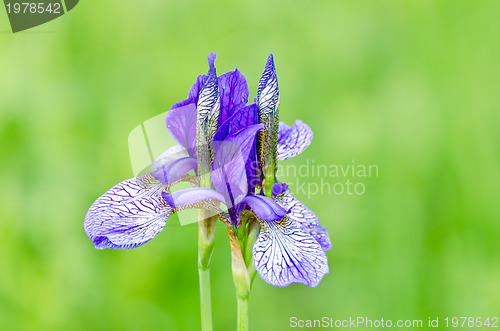 Image of japanese iris or Siberian iris