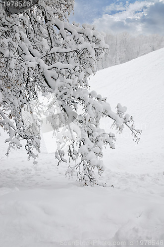 Image of Landscape in Winter Park